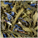 Чай DAMMANN №59 Earl Grey Vert Calabria (Зеленый Эрл Грей Калабрия), 100 г